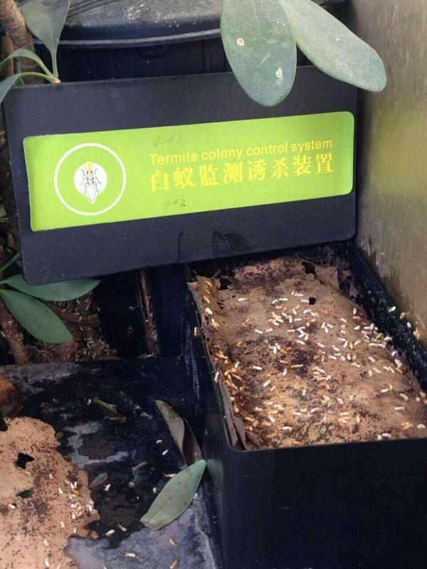 深圳白蚁防治室内站