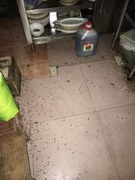 饭店灭蟑螂 (4)
